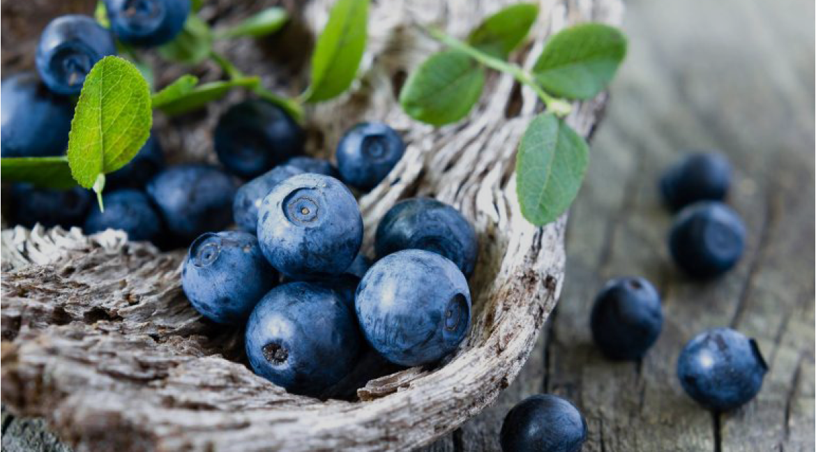 Новости розсадника