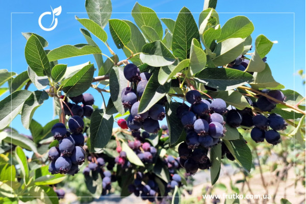 Ханівуд, саджанці ірги, дворічний 0,500л, горщик [х 1шт]