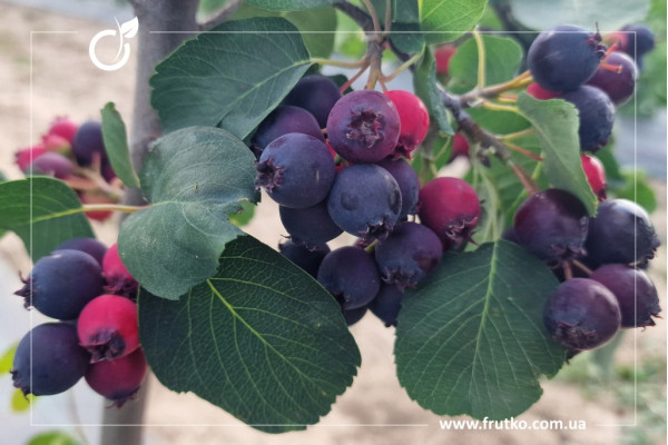 Мандам, саджанці ірги, дворічний 0,500л, горщик [х 1шт]