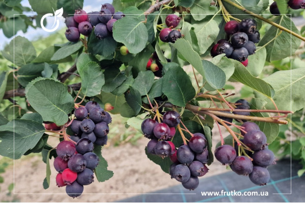 Слейт, саджанці ірги, дворічний 0,500л, горщик [х 1шт]