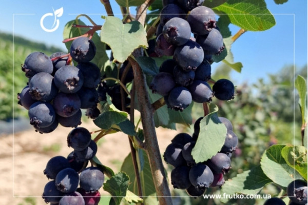 Смокі, саджанці ірги, дворічний 0,500л, горщик [х 1шт]