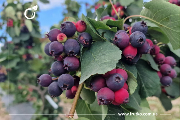 Тіссен, саджанці ірги, дворічний 0,500л, горщик [х 1шт]