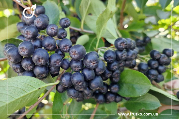 Неро, саджанці аронії, дворічний 0,500л, горщик [х 1шт]