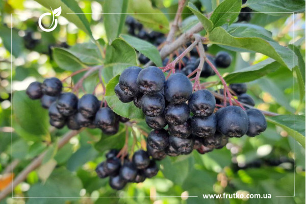 Вікінг, саджанці аронії, дворічний 0,500л, горщик [х 1шт]