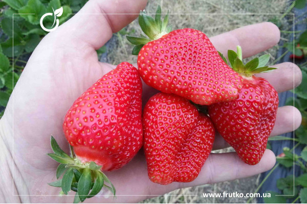 Алба НФ311, розсада суниця садова, касетна 0,060л [касета 50шт]