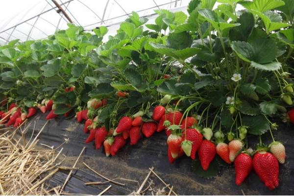 Брілла, розсада суниця садова,  фріго 14-18 мм [ящик 350 шт]