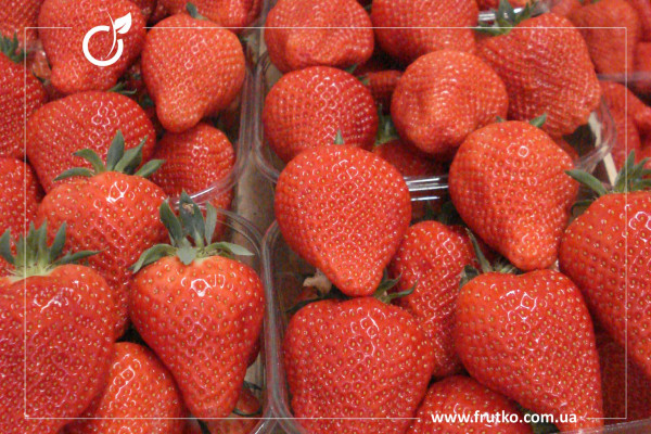 Клері, розсада суниця садова,  фріго 07-09 мм [ящик 800 шт]