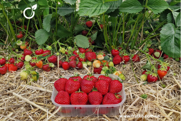 Хоней, розсада суниця садова, касетна 0,060л [касета 50шт]