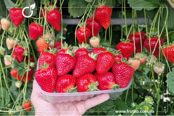 Мальга, розсада суниця садова, трей 0,250л [касета 10шт]