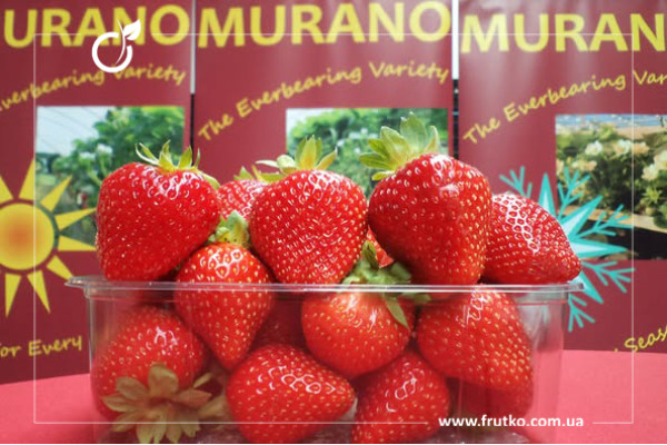 Мурано, розсада суниця садова,  фріго 07-09 мм [ящик 800 шт]