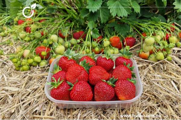 Полка, розсада суниця садова, касетна 0,060л [касета 50шт]