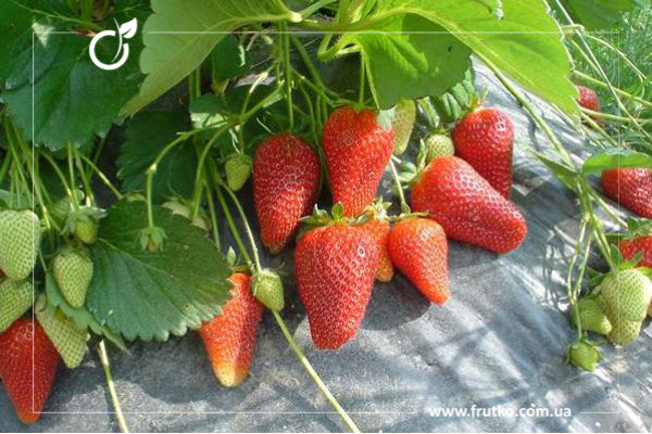 Роксана, розсада суниці садова, касетна 0,060л [касета 50шт]