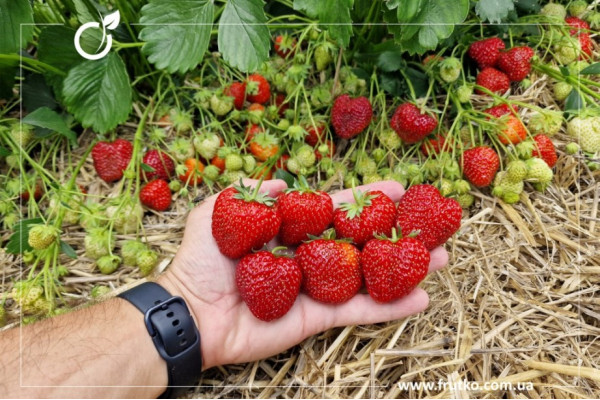 Зенга Зенгана, розсада суниця садова, касетна 0,060л [касета 50шт]