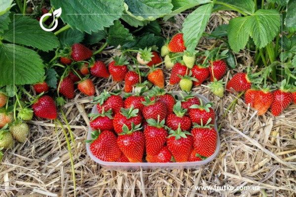 Світхарт, розсада суниця садова, касетна 0,060л [касета 50шт]