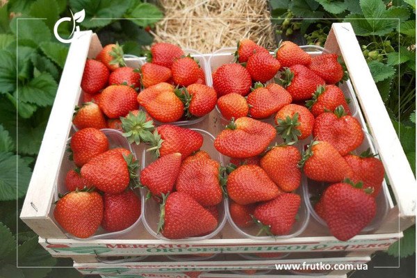 Талія ДЖ14527, розсада суниця садова,  фріго 04-06 мм [ящик 1500 шт]