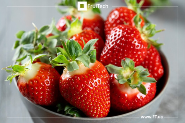 Теа, розсада суниці садова, касетна 0,060л [касета 50шт]