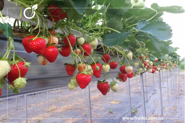 Вівара, розсада суниця садова,  фріго 07-09 мм [ящик 800 шт]