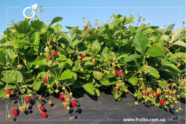 Регіна, розсада суниці альпійської, касетний 0,060л [касета 50шт]