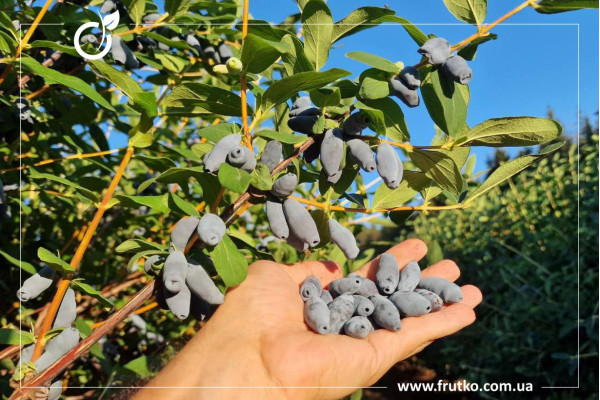 Аврора, саджанці жимолості, трирічний 1,500л, горщик [х 1шт]