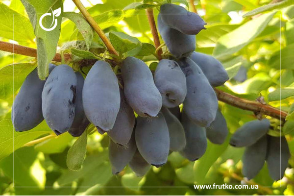 Бореал Біст, саджанці жимолості, трирічний 1,500л, горщик [х 1шт]