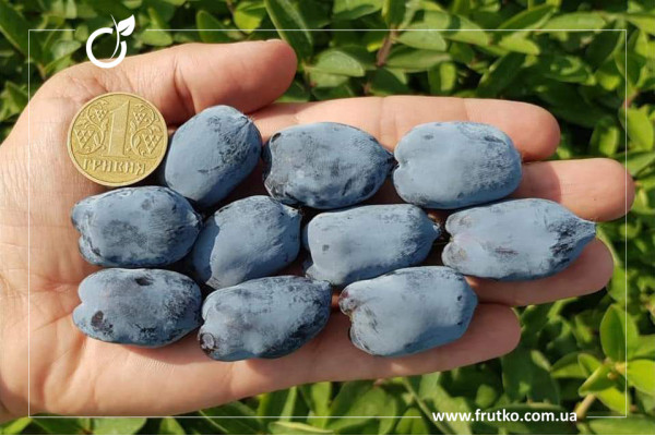 Бореал Бюті, саджанці жимолості, трирічний 1,500л, горщик [х 1шт]