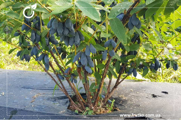 Бореал Бліззард, саджанці жимолості, трирічний 1,500л, горщик [х 1шт]