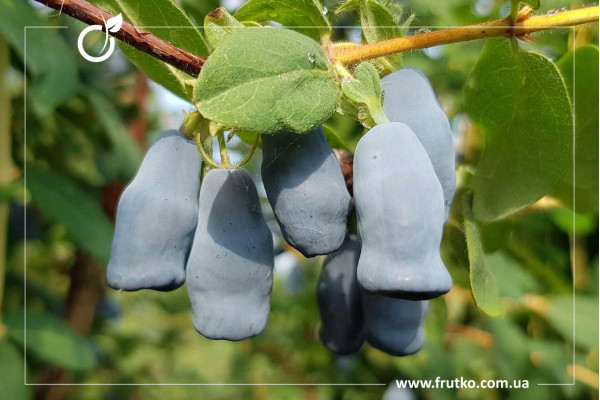 Югана, саджанці жимолості, трирічний 1,500л, горщик [х 1шт]