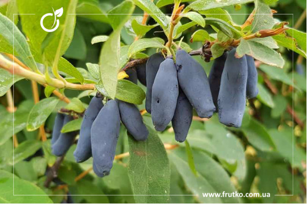 Світанок, саджанці жимолості, трирічний 1,500л, горщик [х 1шт]