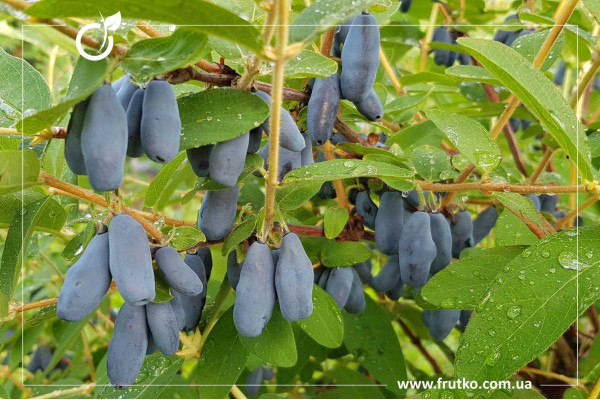 Уссульга, саджанці жимолості, трирічний 1,500л, горщик [х 1шт]