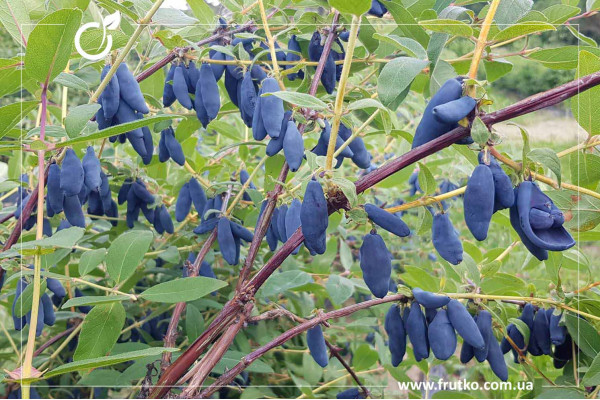 Восторг, саджанці жимолості, трирічний 1,500л, горщик [х 1шт]