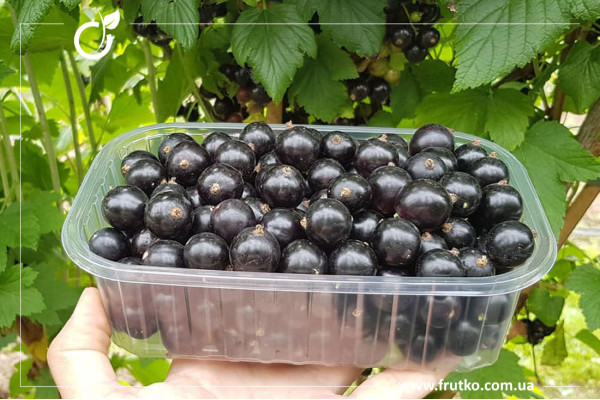 Чорний Десерт, саджанці смородини, дворічний 0,500л, горщик [х 1шт]