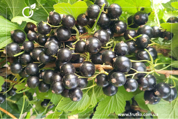 Оріана, саджанці смородини, дворічний 0,500л, горщик [х 1шт]