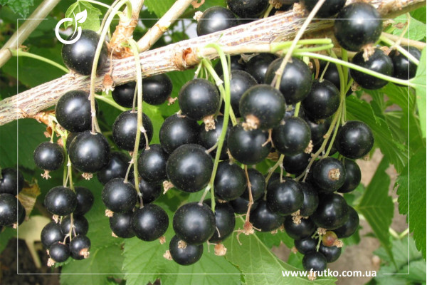 - смородина черная