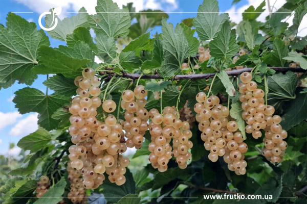 Бланка, саджанці порічки, дворічний 0,500л, горщик [х 1шт]