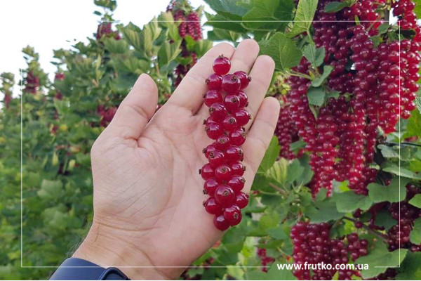 Ровада, саджанці порічки, дворічний 0,500л, горщик [х 1шт]