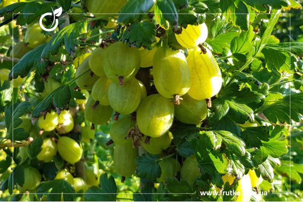 Інвікта, саджанці агрусу, дворічний 0,500л, горщик [х 1шт]