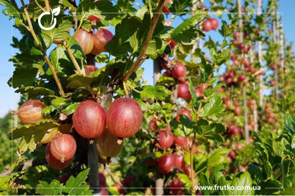 Ксенія, саджанці агрусу, дворічний 0,500л, горщик [х 1шт]