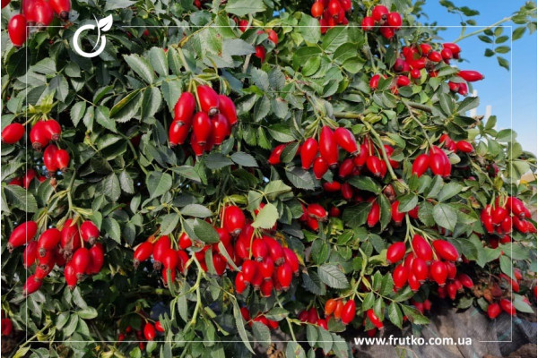 Рубіновий дар, саджанці шипшини, дворічний 0,500л, горщик [х 1шт]