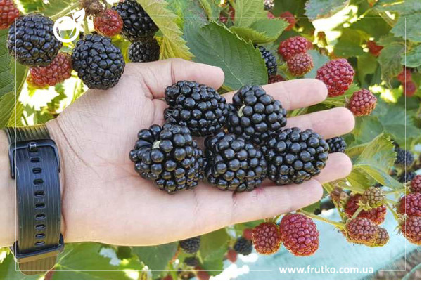 Астеріна, саджанці ожини, дворічний 0,500л, горщик [х 1шт]