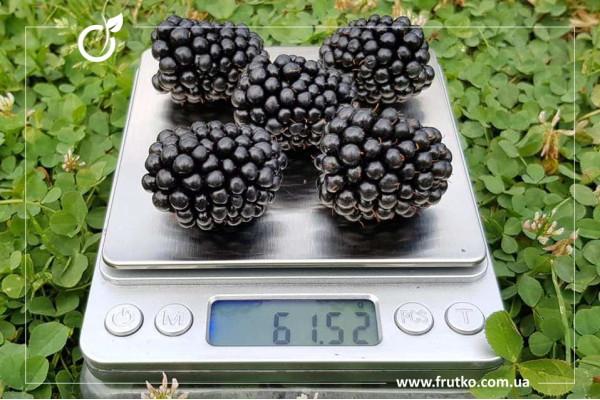 Чачанска Бестрна, саджанці ожини, дворічний 0,500л, горщик [х 1шт]