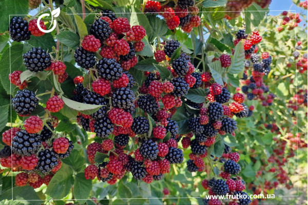 Честер, саджанці ожини, дворічний 0,500л, горщик [х 1шт]