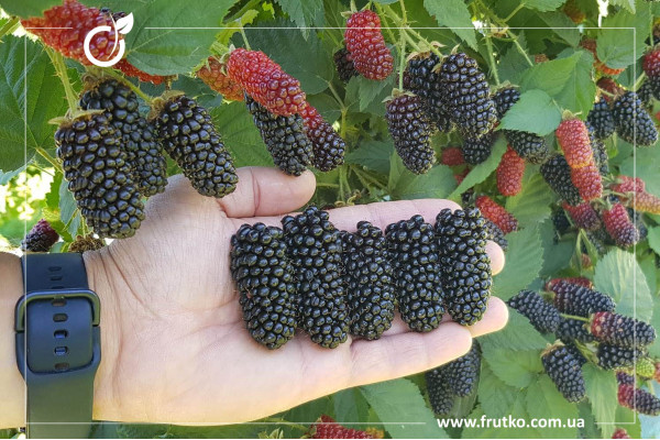 Карака Блек, саджанці ожини, дворічний 1,00л, горщик [х 1шт]