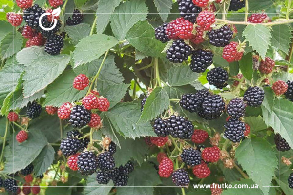 Лох Тей, саджанці ожини, дворічний 0,500л, горщик [х 1шт]