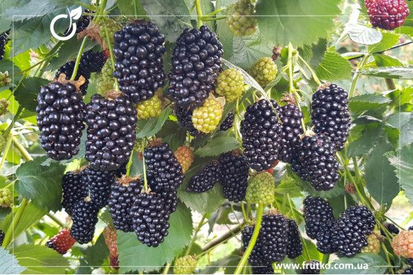 Натчез, саджанці ожини, дворічний 0,500л, горщик [х 1шт]