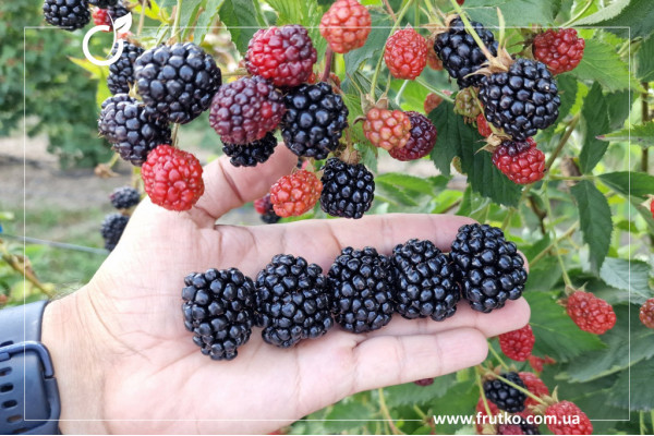 Уошіта, саджанці ожини, дворічний 0,500л, горщик [х 1шт]