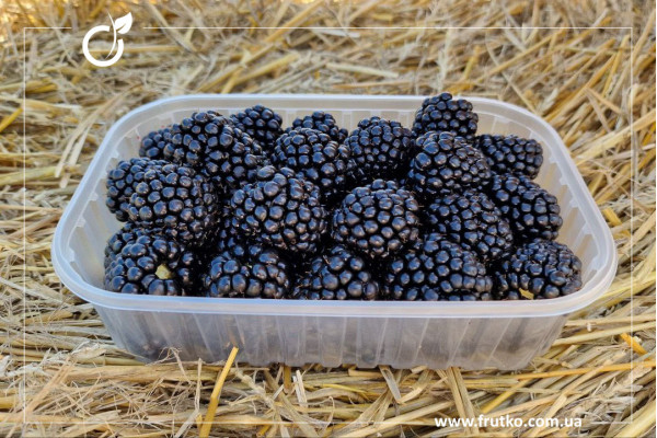 Тріпл Краун, саджанці ожини, дворічний 0,500л, горщик [х 1шт]