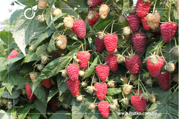 Аміра, саджанці малини, дворічний 0,500л, горщик [х 1шт]