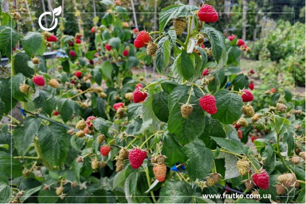 Делніва, саджанці малини, дворічний 0,500л, горщик [х 1шт]