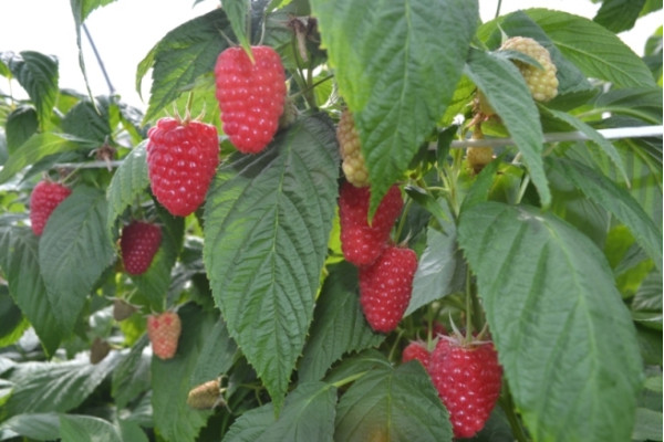 Енросадіра, саджанці малини, дворічний 0,500л, горщик [х 1шт]