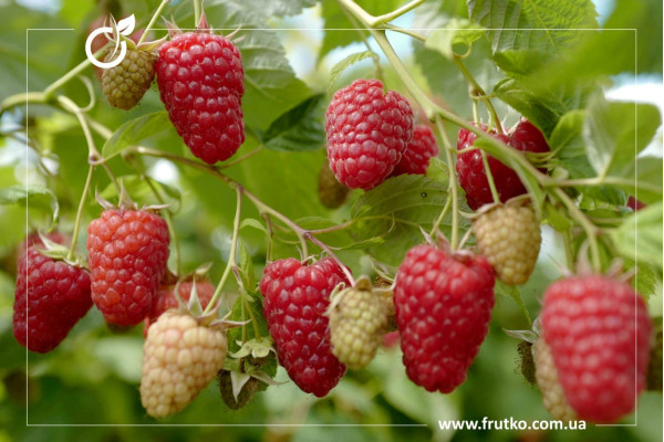 Феномен, саджанці малини, дворічний 0,500л, горщик [х 1шт]